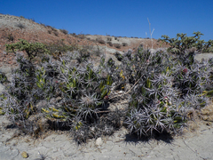 Corynopuntia invicta