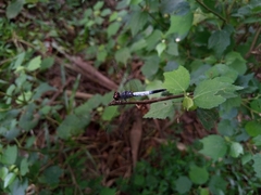 Brachydiplax