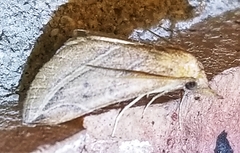 Phyprosopus callitrichoides