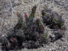 Corynopuntia invicta