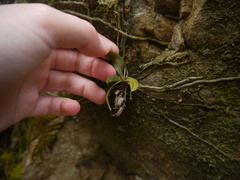 Drymoanthus adversus