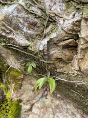 Drymoanthus adversus