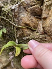 Drymoanthus adversus