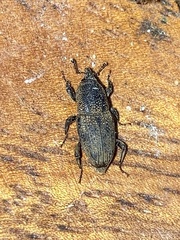 Sphenophorus venatus