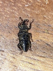 Sphenophorus venatus