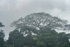Ceiba pentandra