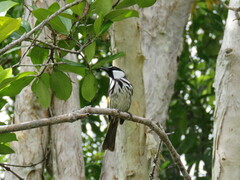 Phylidonyris niger