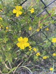 Hibbertia hypericoides hypericoides