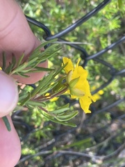 Hibbertia hypericoides hypericoides