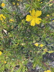 Hibbertia hypericoides hypericoides