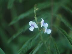 Tephrosia noctiflora