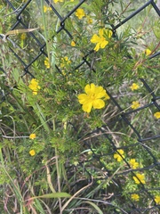 Hibbertia hypericoides hypericoides