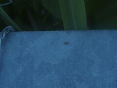 Anoplolepis gracilipes