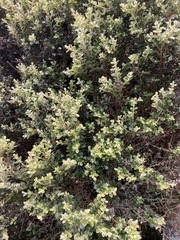 Metrosideros perforata