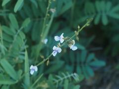 Tephrosia noctiflora