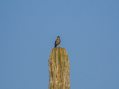 Toxostoma cinereum