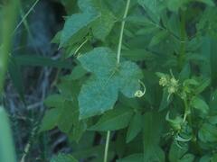 Passiflora vesicaria