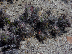 Corynopuntia invicta