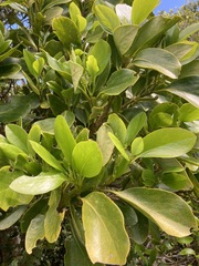 Griselinia lucida