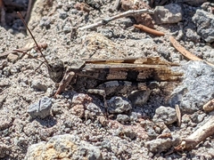 Trimerotropis fontana