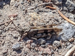 Trimerotropis fontana