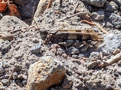 Trimerotropis fontana