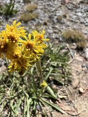 Solidago multiradiata