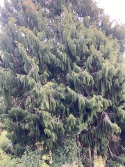 Dacrydium cupressinum