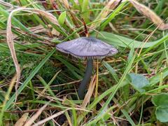Entoloma cruentatum