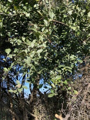 Dovyalis rhamnoides