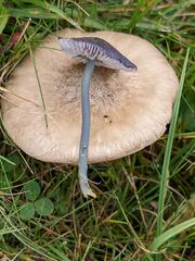 Entoloma cruentatum