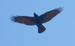 Corvus tasmanicus