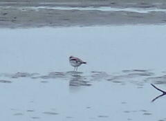 Elseyornis melanops