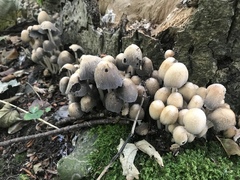 Coprinellus