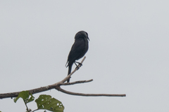 Molothrus oryzivorus