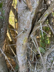 Dovyalis rhamnoides