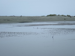 Elseyornis melanops