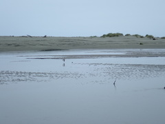 Elseyornis melanops