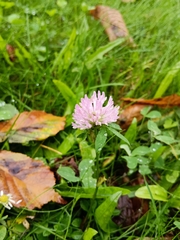 Trifolium pratense