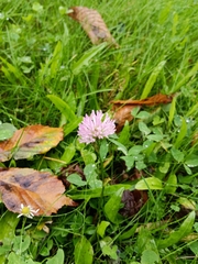 Trifolium pratense