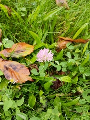 Trifolium pratense