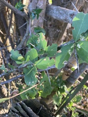 Dovyalis rhamnoides