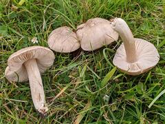 Entoloma prunuloides