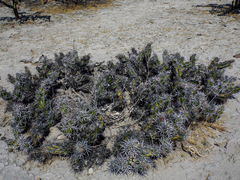 Corynopuntia invicta