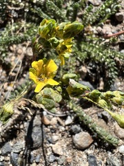 Ivesia lycopodioides