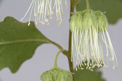 Chorilaena quercifolia