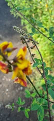 Crotalaria pumila