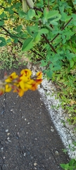Crotalaria pumila