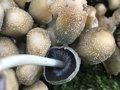 Coprinellus