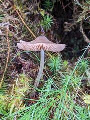 Entoloma conferendum